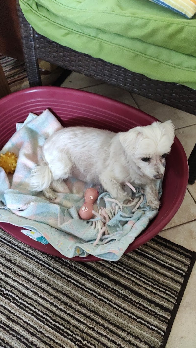 toelettatura cani e gatti Snoopy di Laura - Foto 5