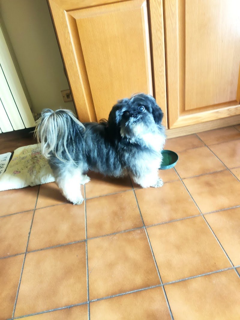 toelettatura cani e gatti Snoopy di Laura - Foto 6