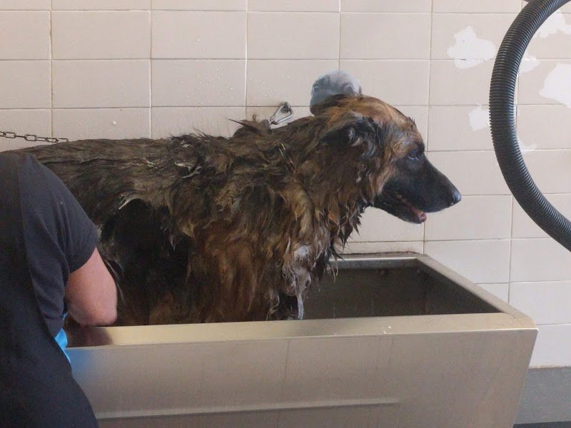 toelettatura cani e gatti Snoopy di Laura - Foto 3