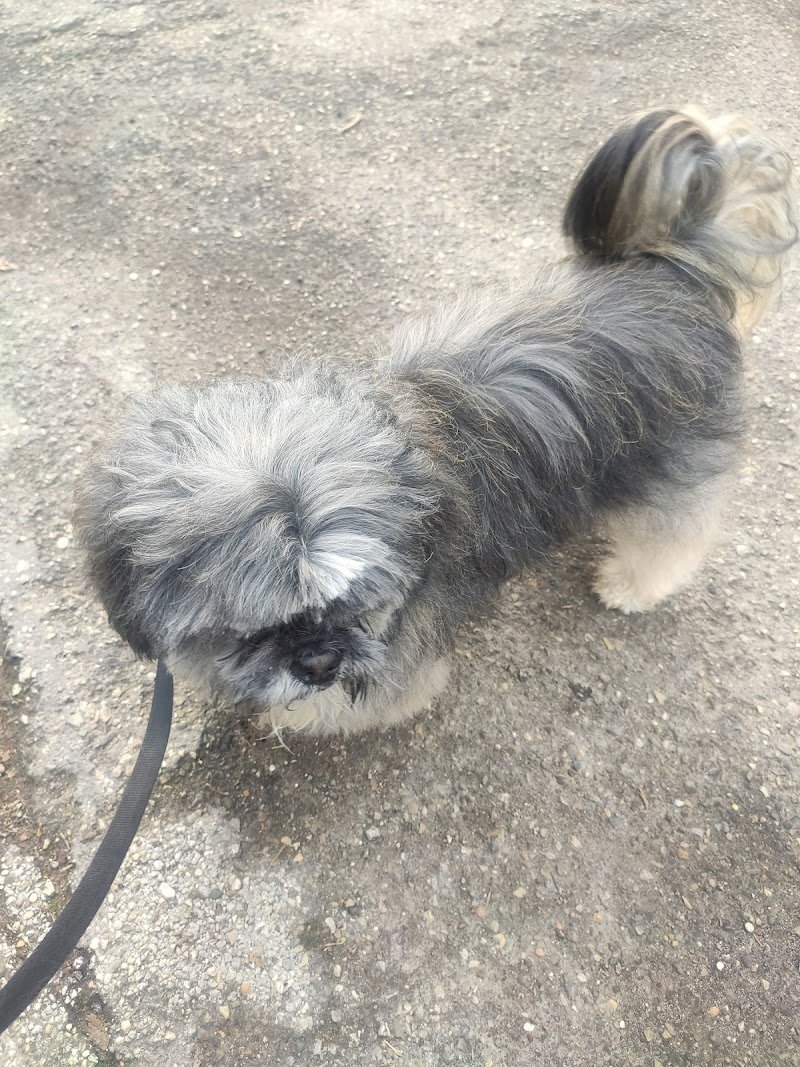 toelettatura cani e gatti Snoopy di Laura - Foto 4