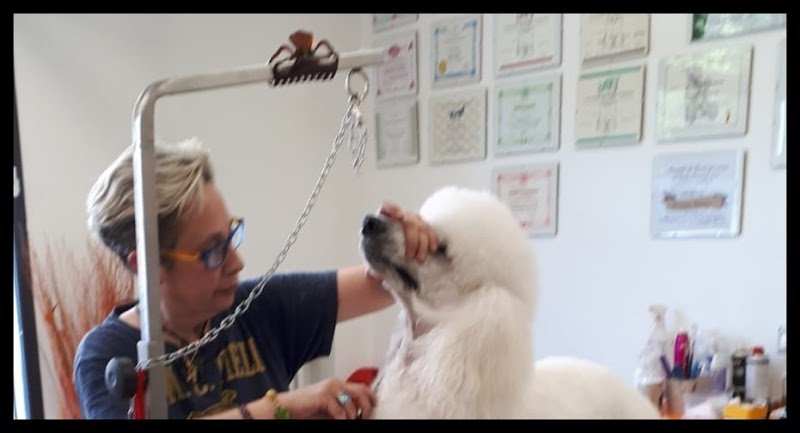 Toelettatura cani & Gatti Asilo Impronte Di Stile - Foto 1