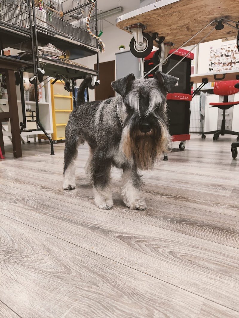 Toelettatura cani & Gatti Asilo Impronte Di Stile - Foto 2