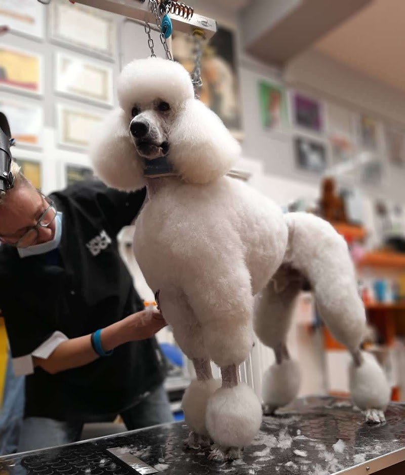 Toelettatura cani & Gatti Asilo Impronte Di Stile - Foto 3