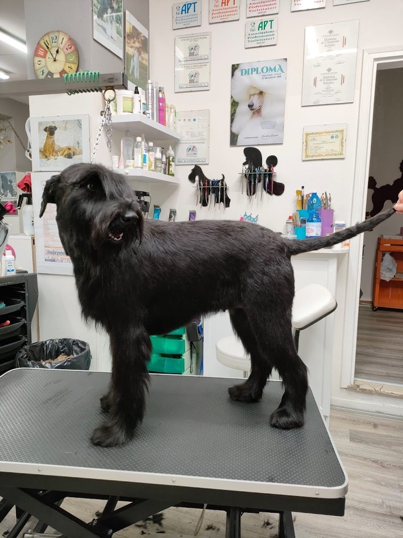 Toelettatura cani & Gatti Asilo Impronte Di Stile - Foto 4