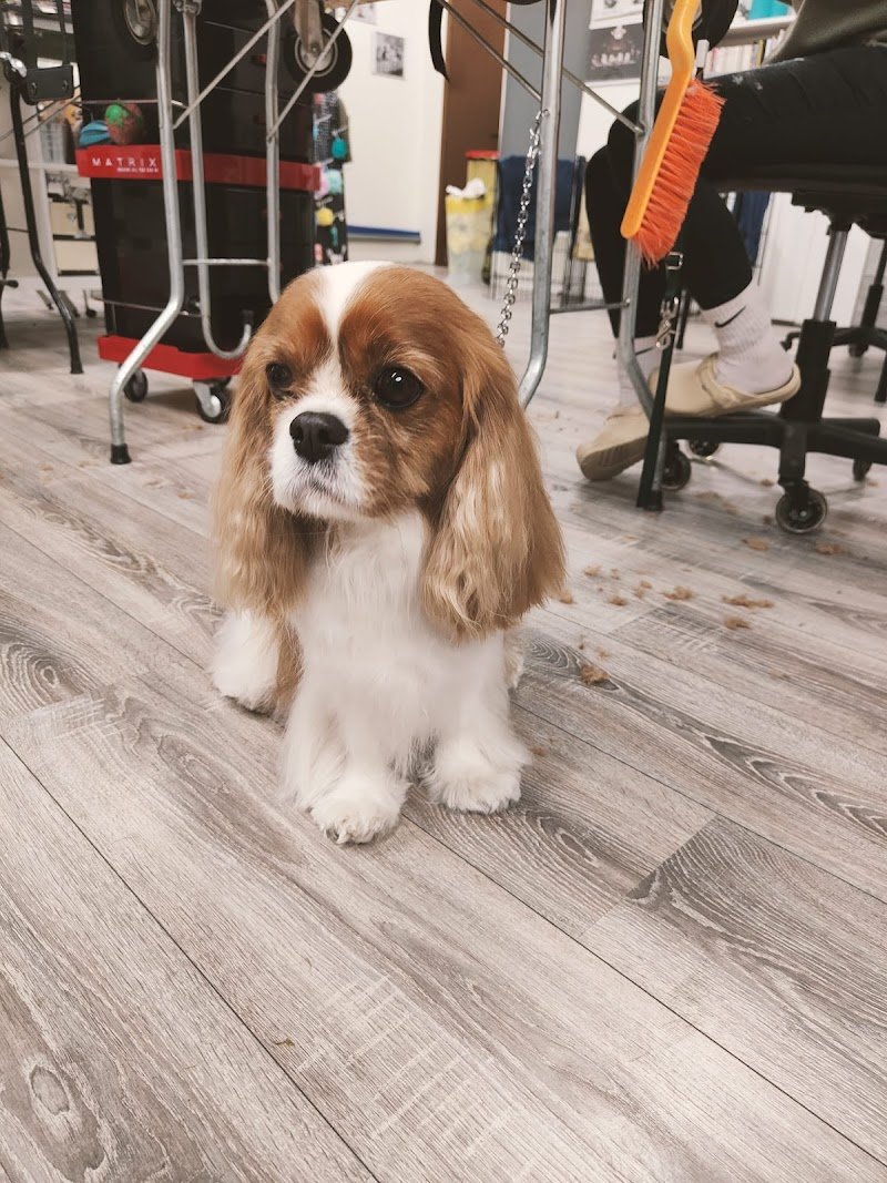 Toelettatura cani & Gatti Asilo Impronte Di Stile - Foto 5