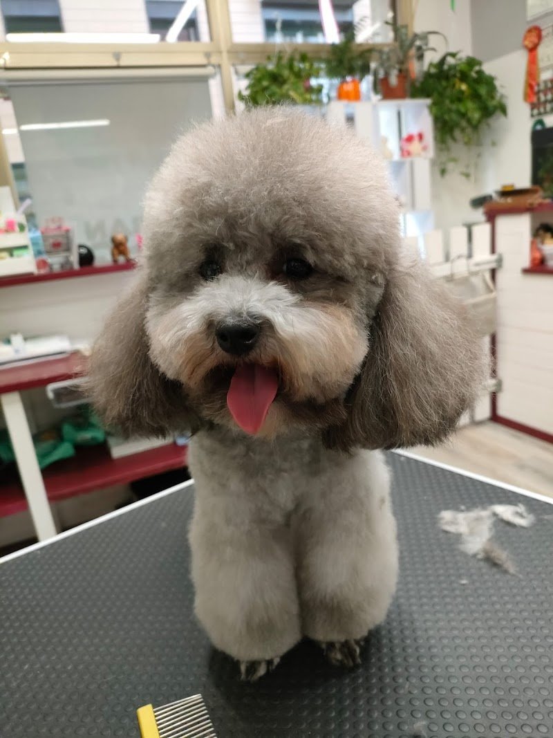 Toelettatura cani & Gatti Asilo Impronte Di Stile - Foto 6