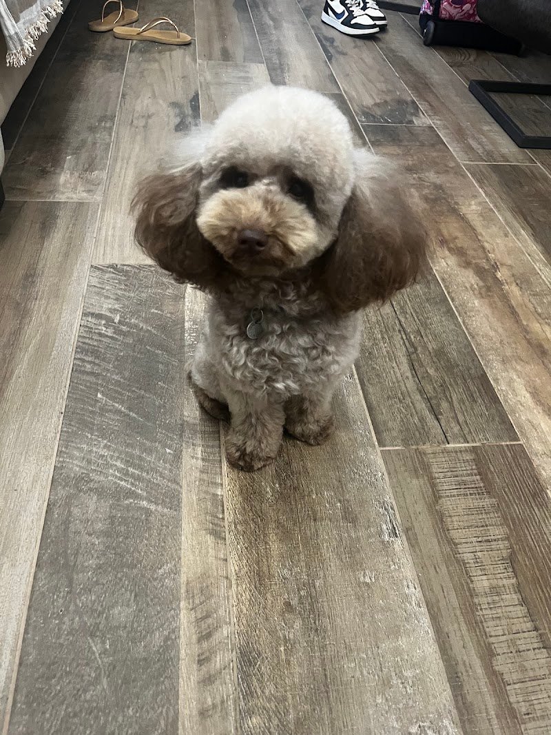 Toelettatura Cani Gatti Barber Dog Santeramo - Foto 2