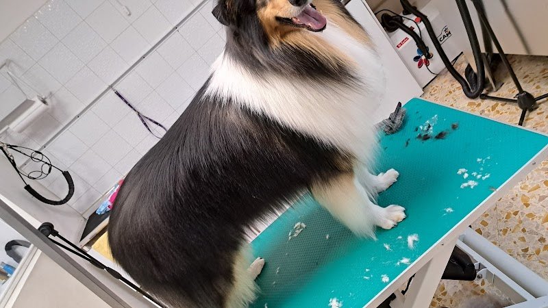 Toelettatura Cani Gatti Barber Dog Santeramo - Foto 3