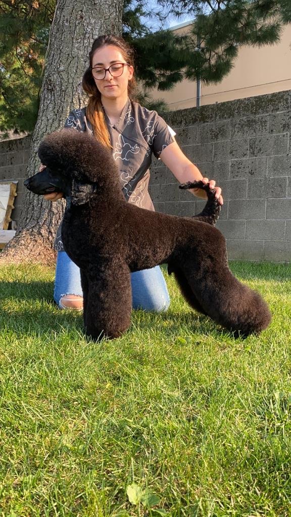 Toelettatura Cani Gatti Barber Dog Santeramo - Foto 6