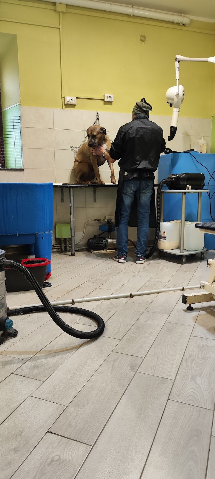 Toelettatura Cani Gatti e Bolle - Foto 3