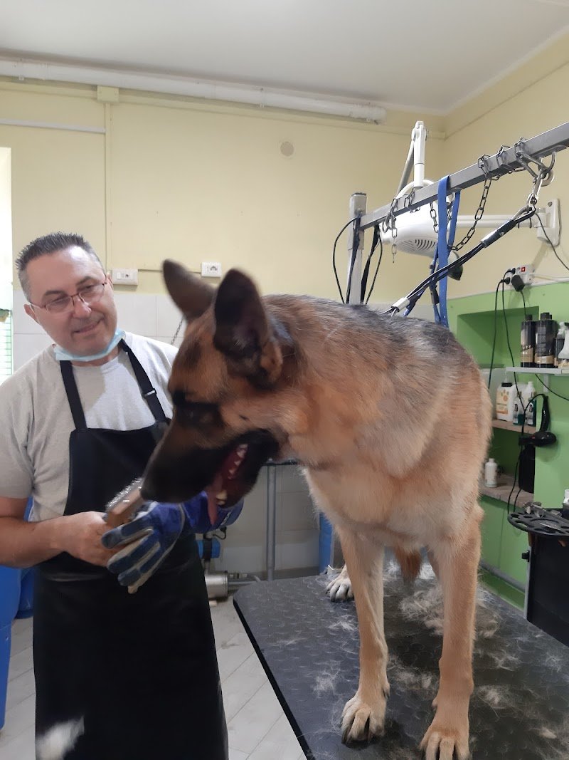 Toelettatura Cani Gatti e Bolle - Foto 4