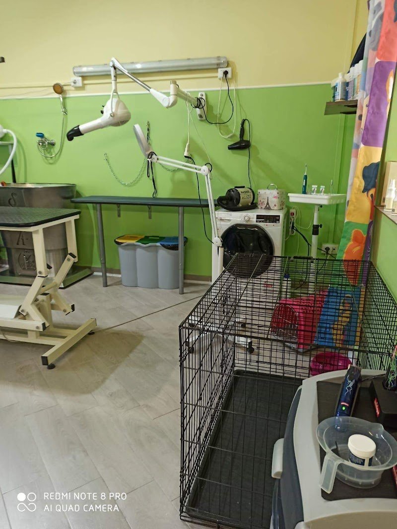 Toelettatura Cani Gatti e Bolle - Foto 6