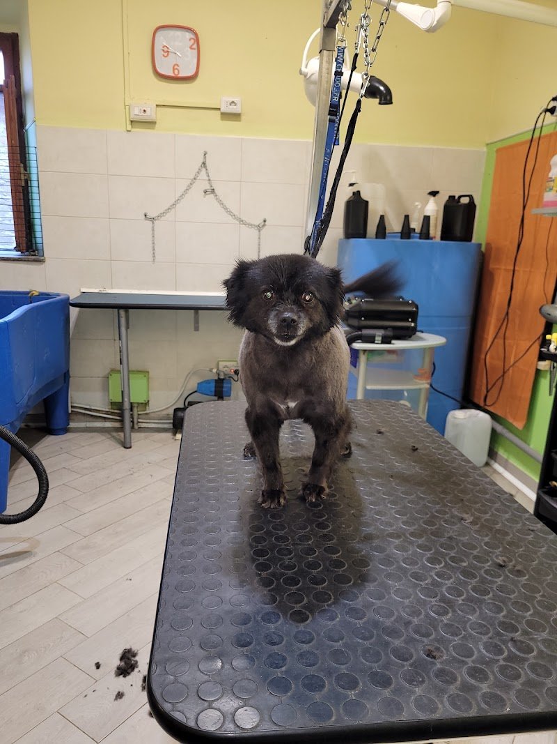 Toelettatura Cani Gatti e Bolle - Foto 1