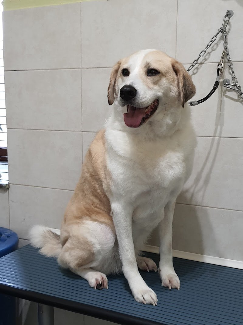 Toelettatura Cani Gatti e Bolle - Foto 2