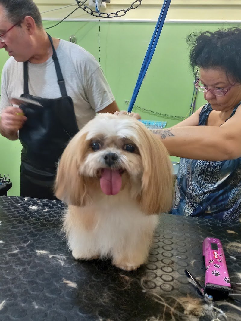 Toelettatura Cani Gatti e Bolle - Foto 5