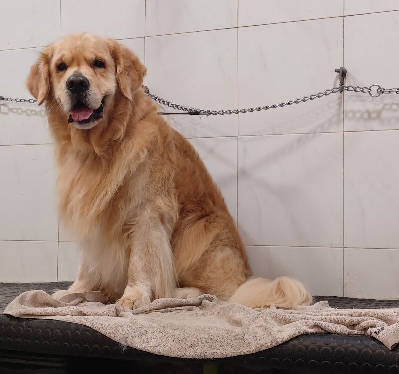 Toelettatura Cani Wash Dog Alessandria - Foto 2