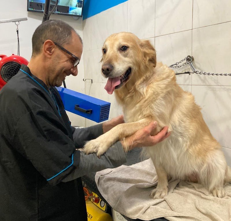 Toelettatura Cani Wash Dog Alessandria - Foto 3