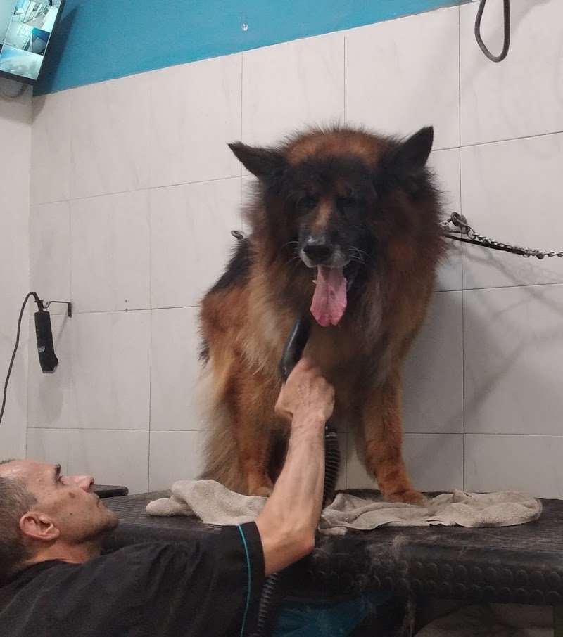 Toelettatura Cani Wash Dog Alessandria - Foto 4