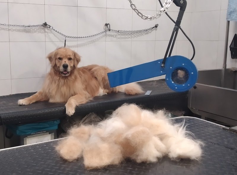 Toelettatura Cani Wash Dog Alessandria - Foto 6