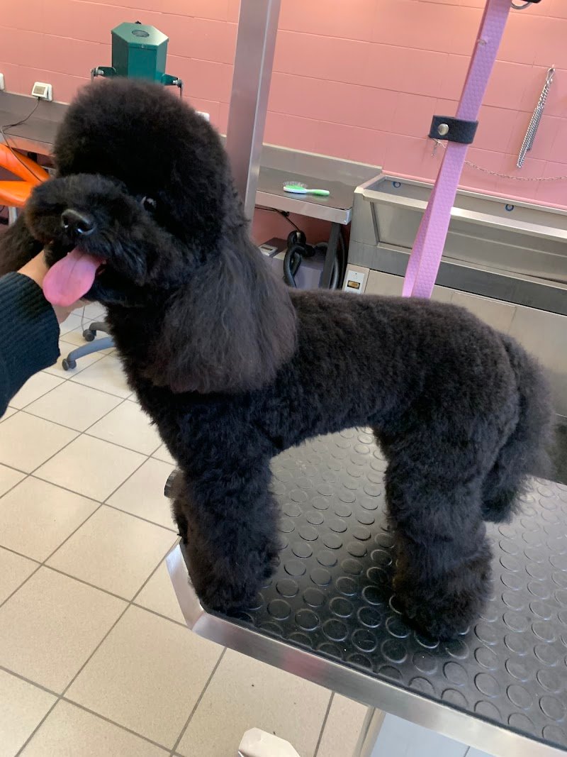 Toelettatura Caricani Di Giulia Casagrande - Foto 1