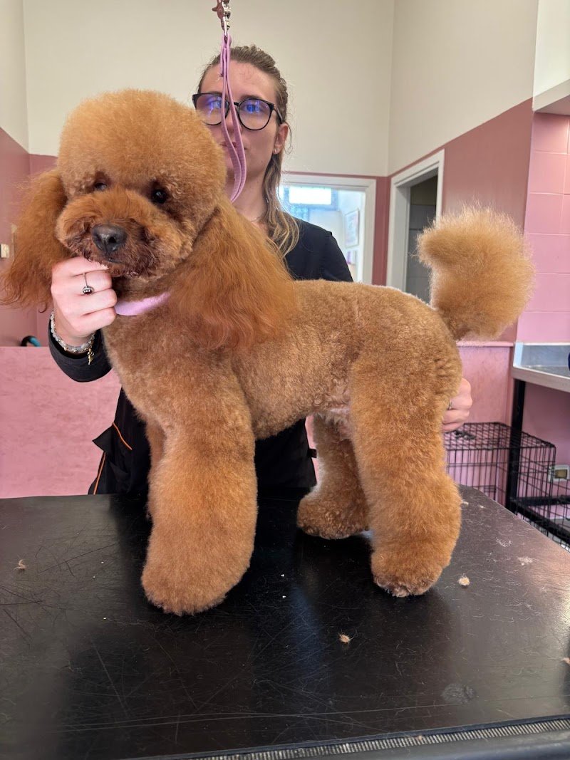 Toelettatura Caricani Di Giulia Casagrande - Foto 2