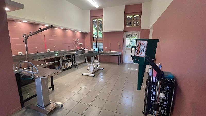 Toelettatura Caricani Di Giulia Casagrande - Foto 3