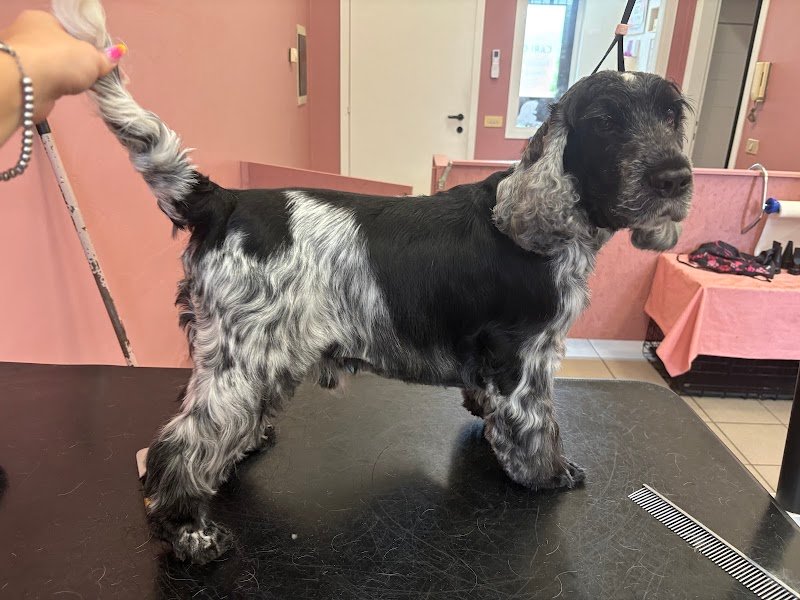 Toelettatura Caricani Di Giulia Casagrande - Foto 4