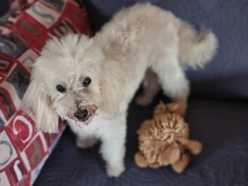 Toelettatura Caricani Di Giulia Casagrande - Foto 5