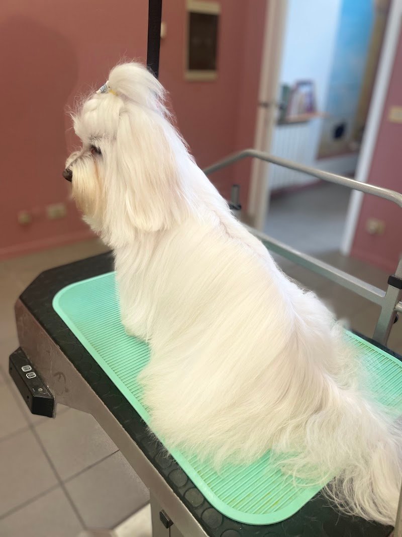 Toelettatura Caricani Di Giulia Casagrande - Foto 6