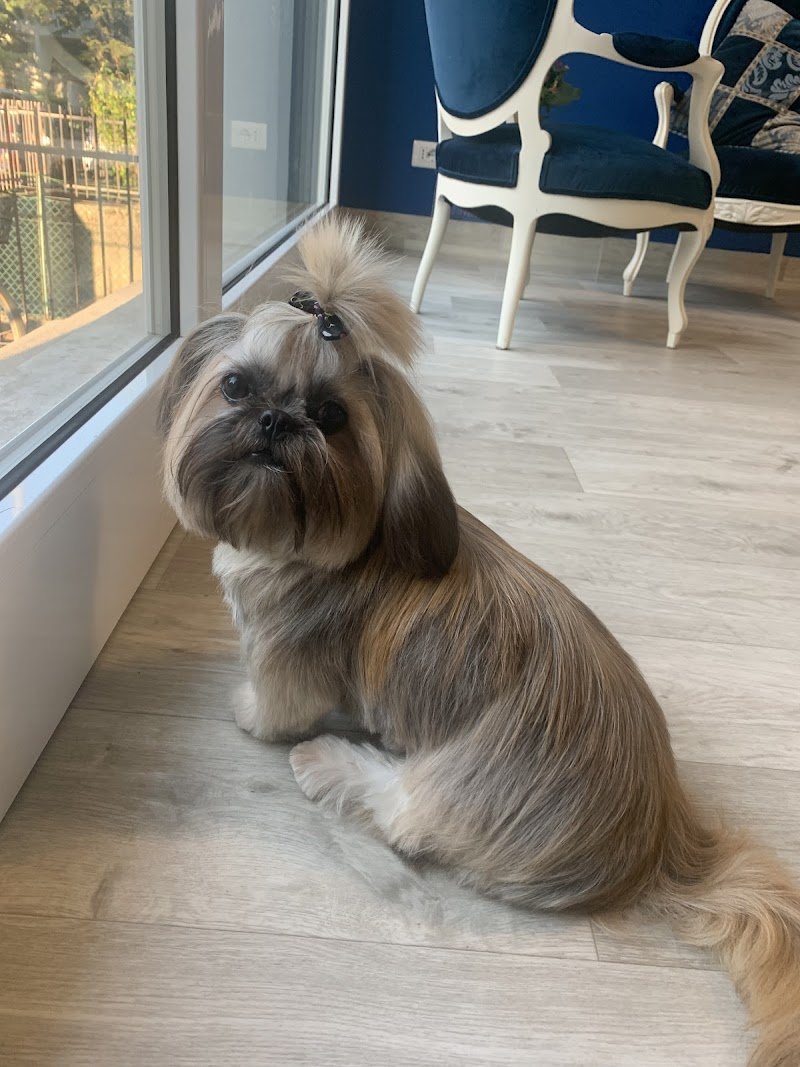 Toelettatura Carlotta - Foto 1