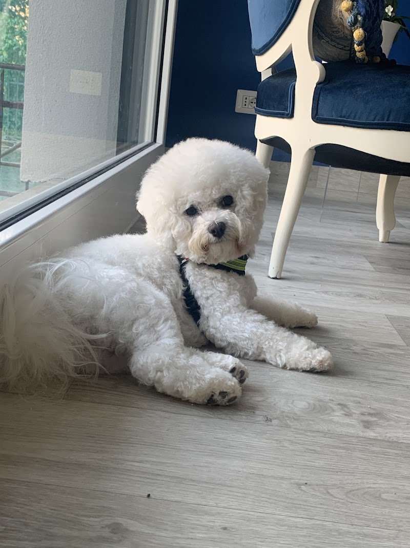 Toelettatura Carlotta - Foto 2