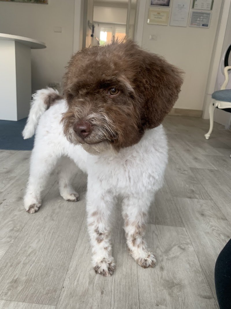 Toelettatura Carlotta - Foto 3