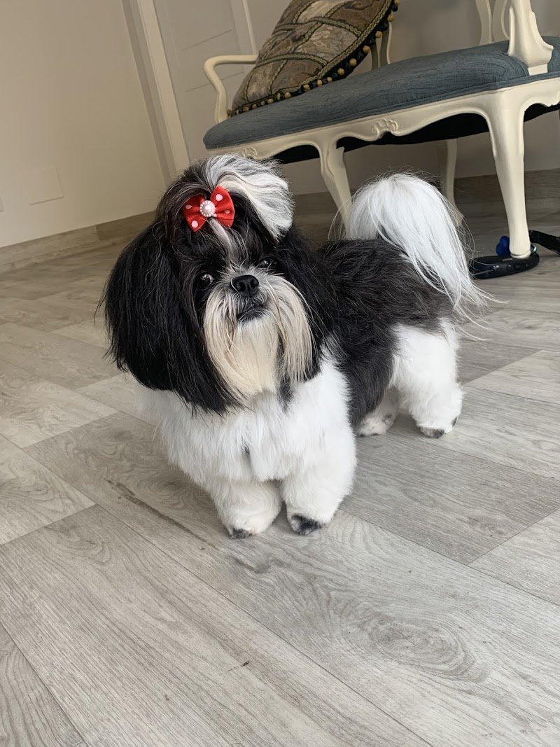 Toelettatura Carlotta - Foto 4