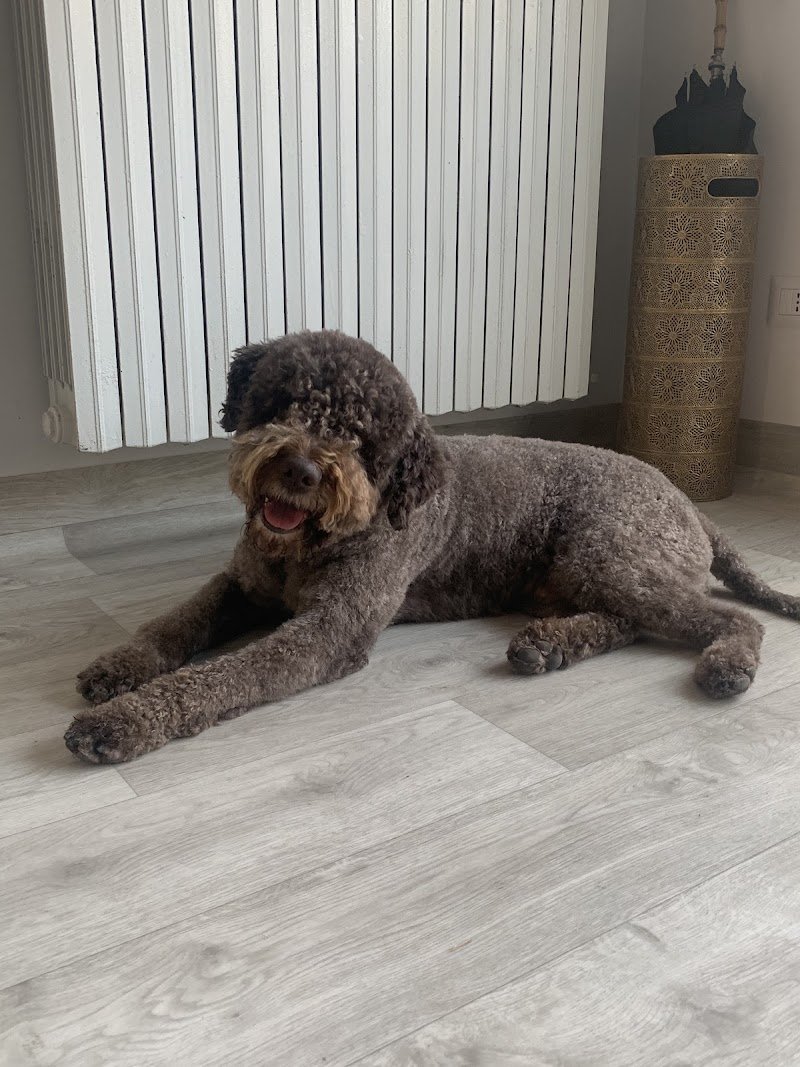 Toelettatura Carlotta - Foto 5