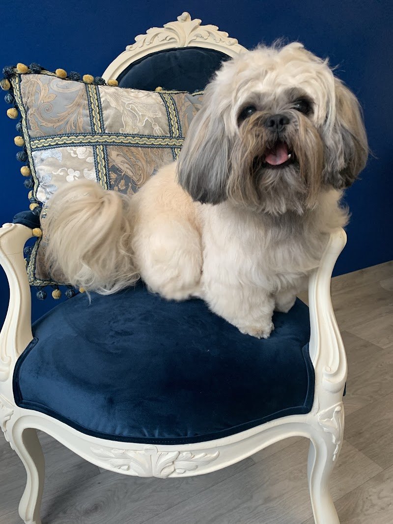 Toelettatura Carlotta - Foto 6