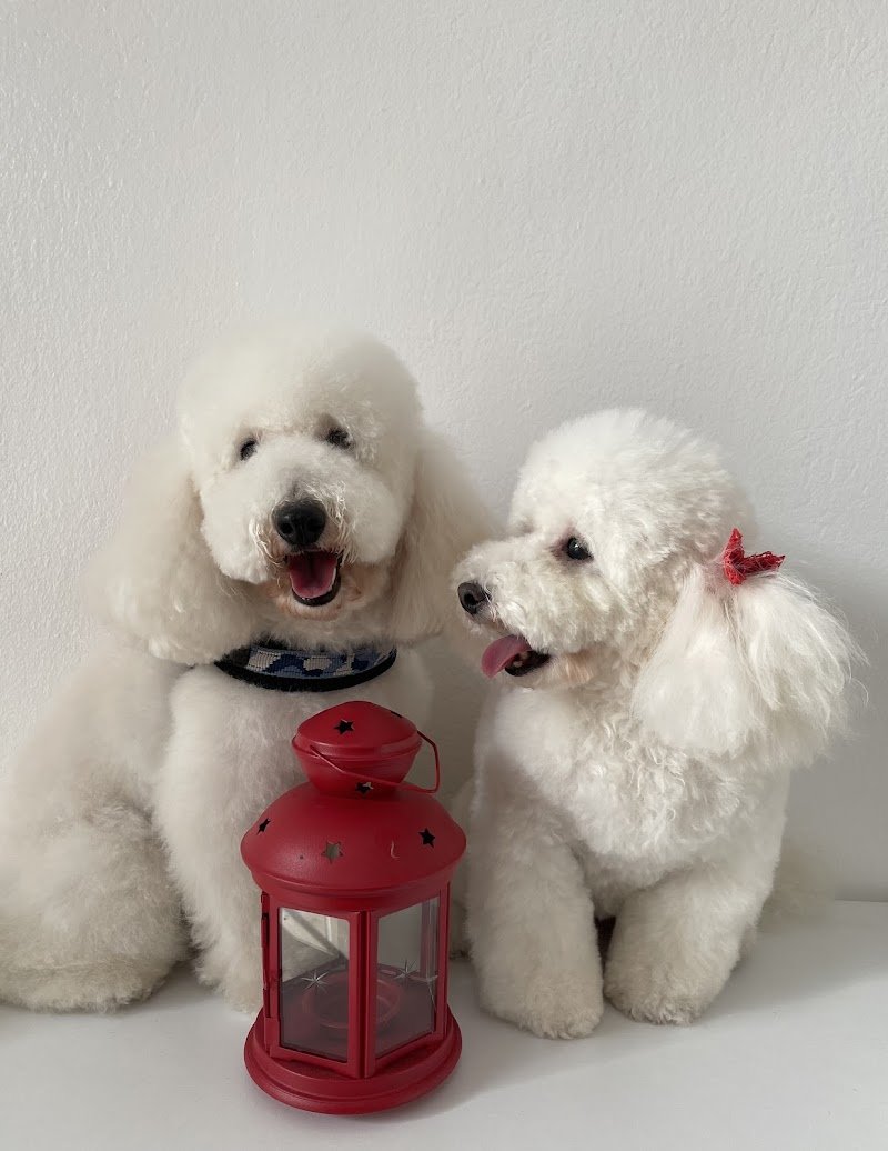 Toelettatura Carol Dog Salon - Foto 1