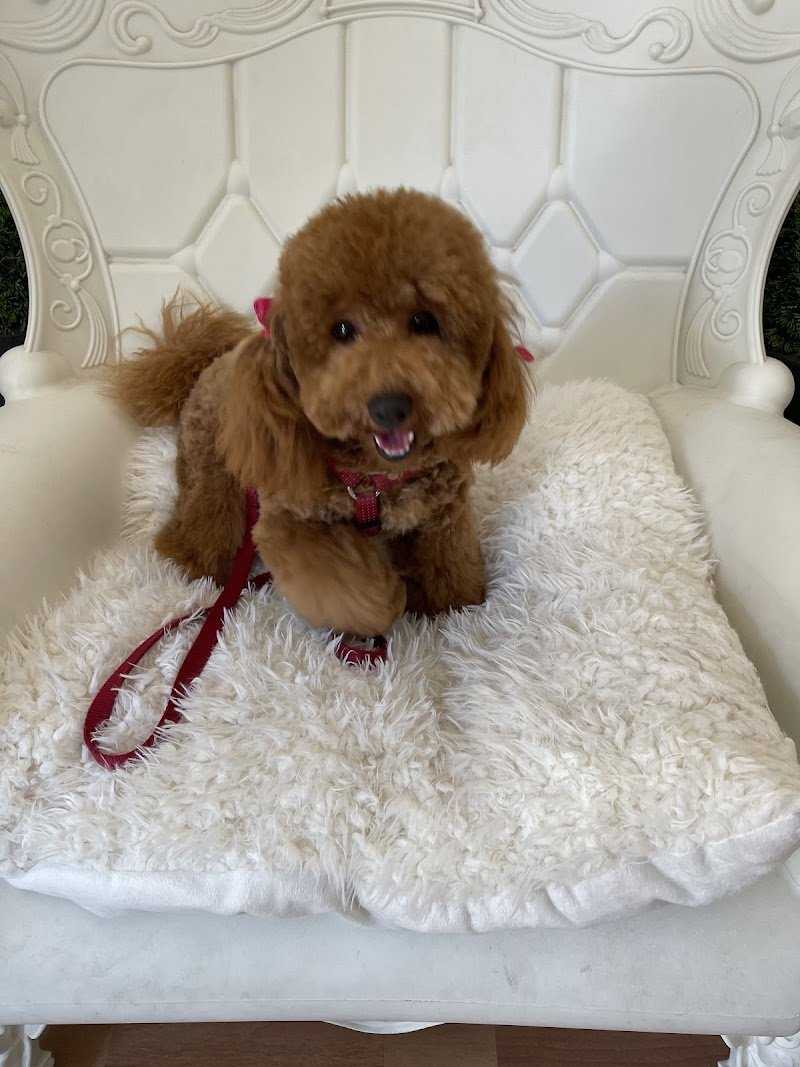 Toelettatura Carol Dog Salon - Foto 2