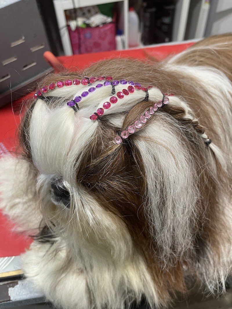 Toelettatura Carol Dog Salon - Foto 3