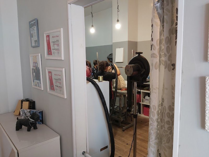 Toelettatura Carol Dog Salon - Foto 4