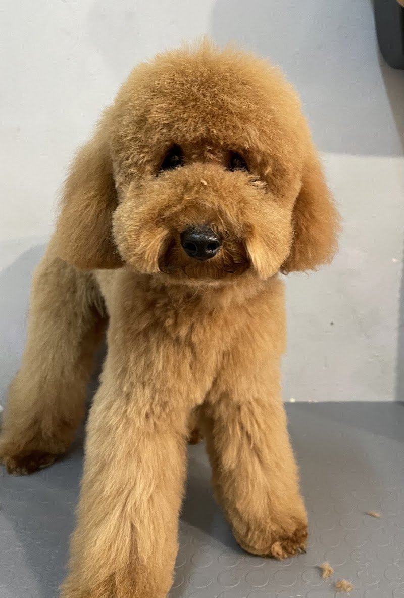 Toelettatura Carol Dog Salon - Foto 5