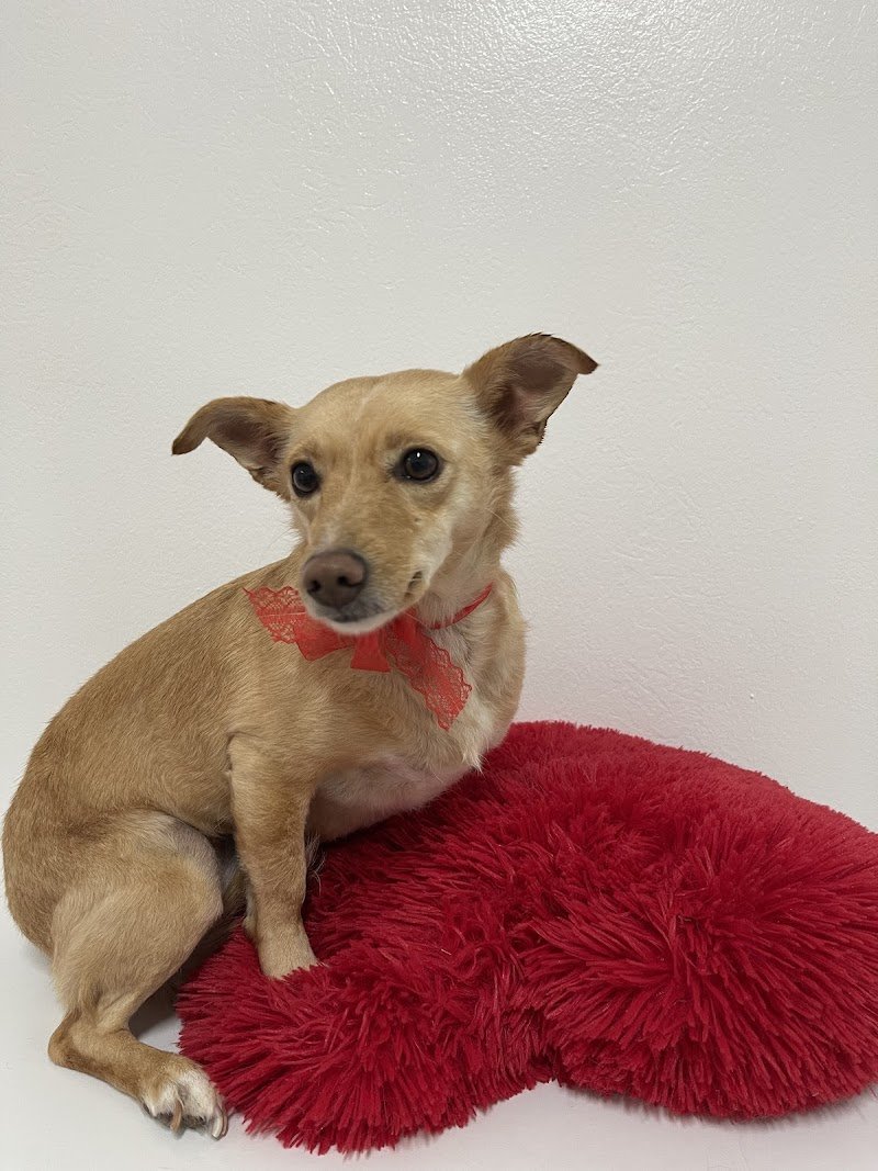 Toelettatura Carol Dog Salon - Foto 6