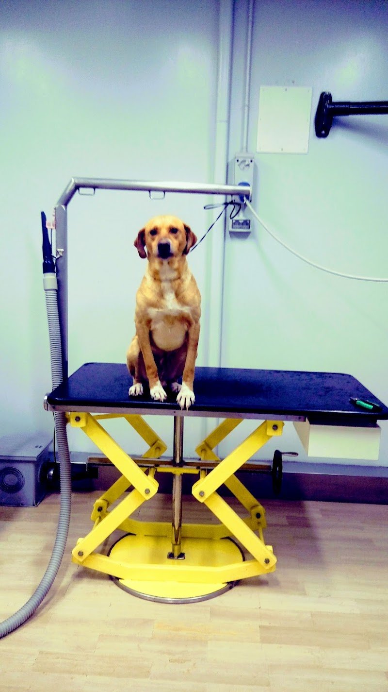 Toelettatura Cat & Dog - Tosatura Cani E Gatti - Foto 2