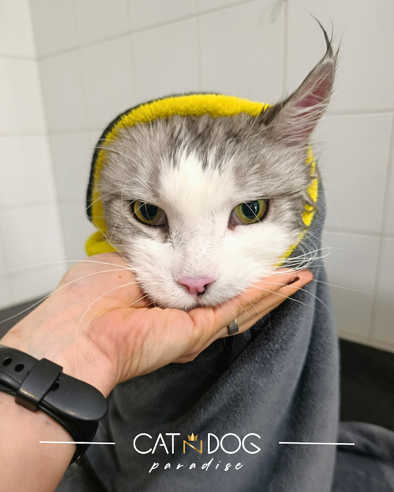 Toelettatura CAT N DOG Paradise - Foto 1