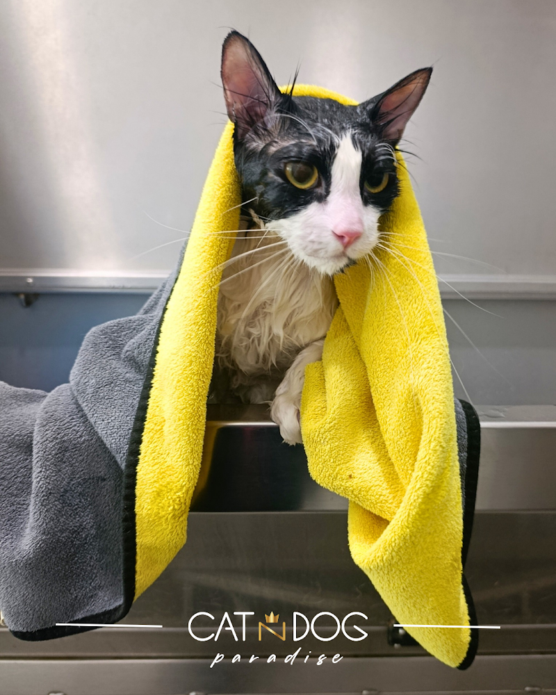 Toelettatura CAT N DOG Paradise - Foto 2