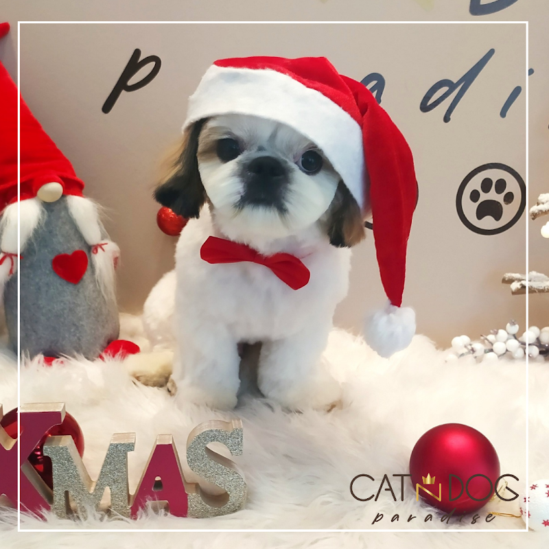 Toelettatura CAT N DOG Paradise - Foto 4