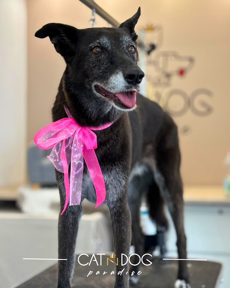 Toelettatura CAT N DOG Paradise - Foto 5