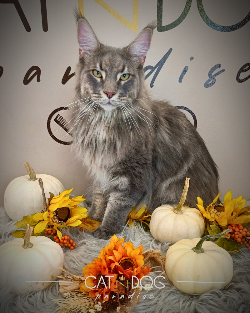 Toelettatura CAT N DOG Paradise - Foto 6