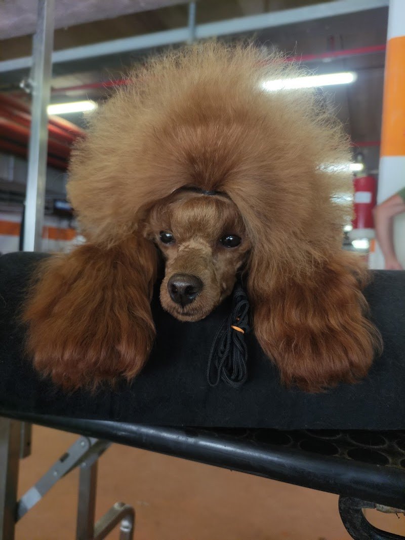 Toelettatura Catania di Giuseppe Benigno - Foto 1