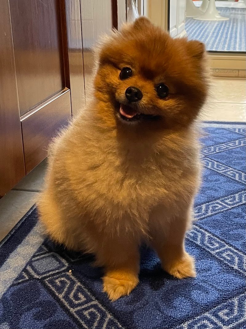 Toelettatura Catania di Giuseppe Benigno - Foto 3