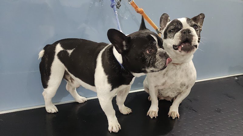 Toelettatura Catania di Giuseppe Benigno - Foto 4